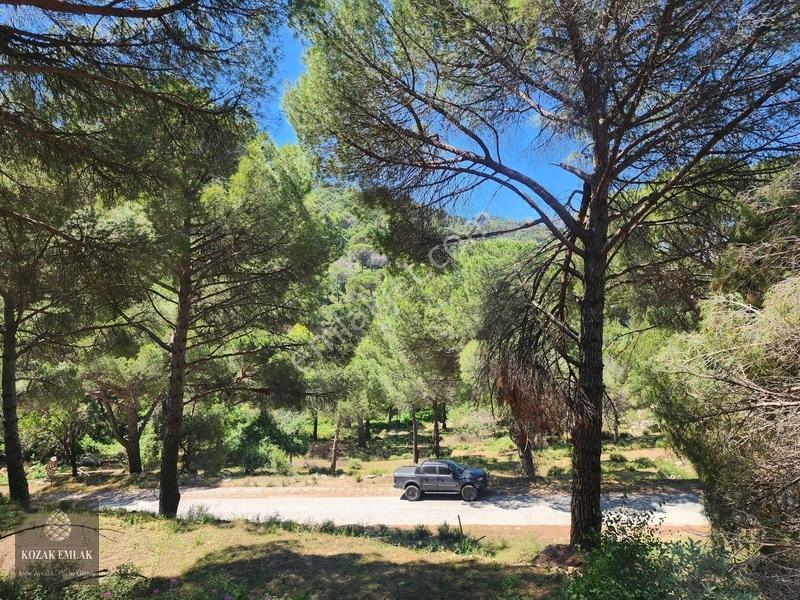 Balıkesir Burhaniye Hacıbozlar Fıstık Çamlığı Satılık — fotoğraf 13