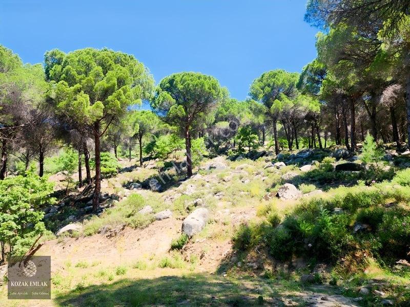 Balıkesir Burhaniye Hacıbozlar Fıstık Çamlığı Satılık — fotoğraf 18