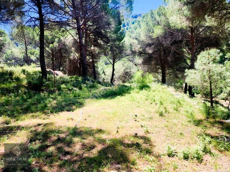 Balıkesir Burhaniye Hacıbozlar Fıstık Çamlığı Satılık — fotoğraf 19