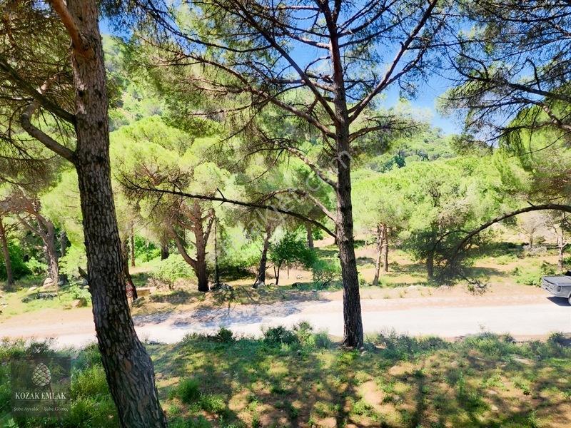 Balıkesir Burhaniye Hacıbozlar Fıstık Çamlığı Satılık — fotoğraf 20