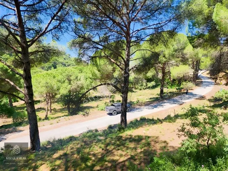 Balıkesir Burhaniye Hacıbozlar Fıstık Çamlığı Satılık — fotoğraf 21