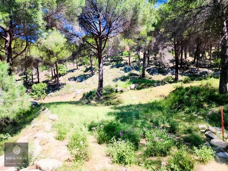 Balıkesir Burhaniye Hacıbozlar Fıstık Çamlığı Satılık — fotoğraf 23