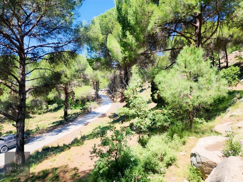 Balıkesir Burhaniye Hacıbozlar Fıstık Çamlığı Satılık — fotoğraf 24