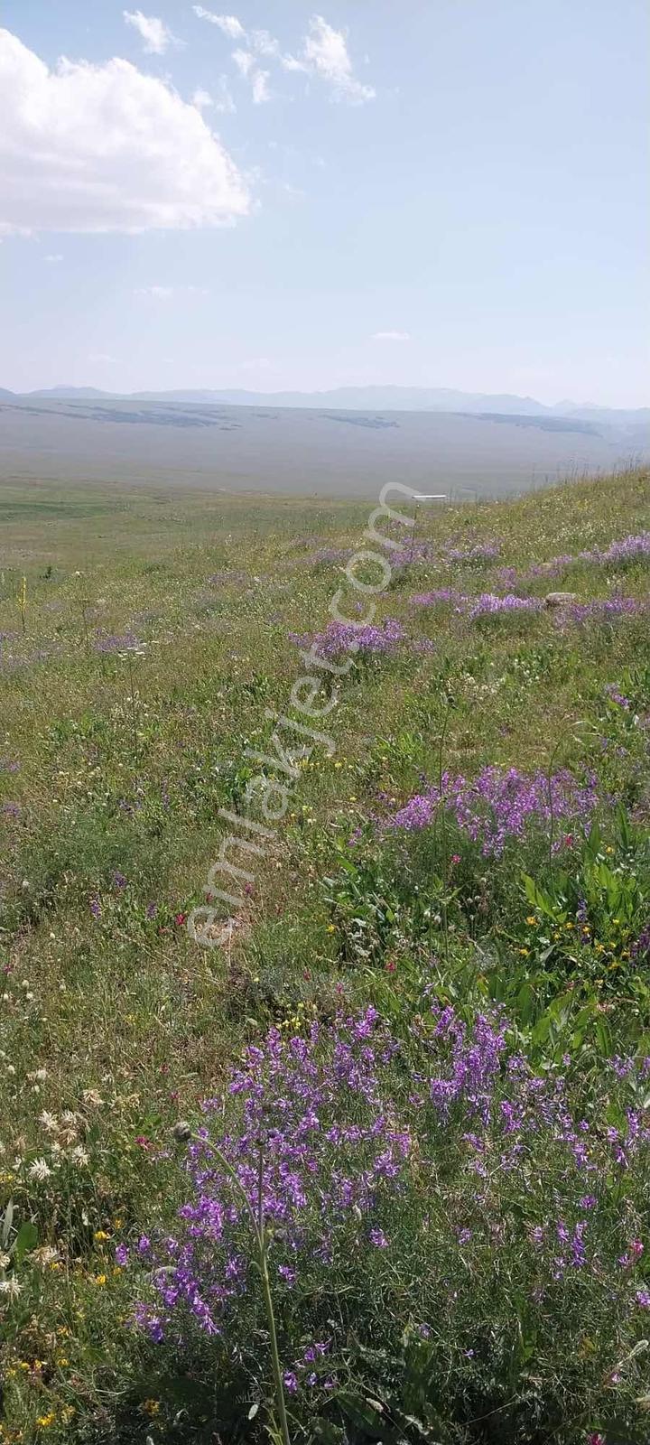 İspir Ortaören'de 6448 M² Tarla — fotoğraf 2