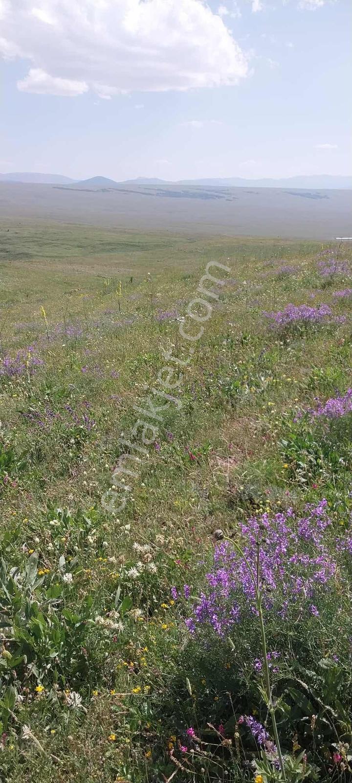 İspir Ortaören'de 6448 M² Tarla — fotoğraf 8