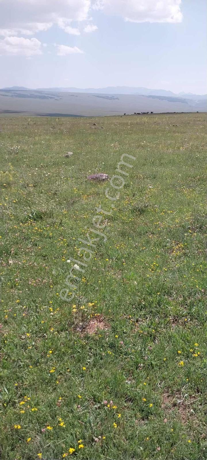 İspir Ortaören'de 6448 M² Tarla — fotoğraf 11