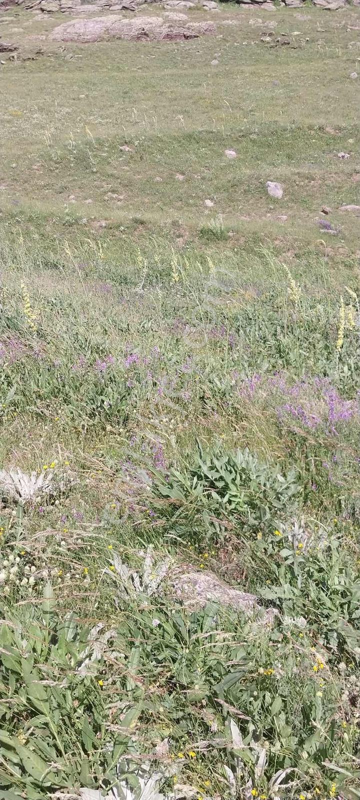 İspir Ortaören'de 6448 M² Tarla — fotoğraf 12