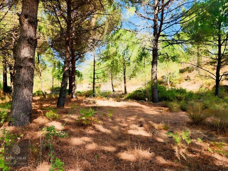 Bergama Kozak Hisar Köy Fıstık Çamlığı Satılık