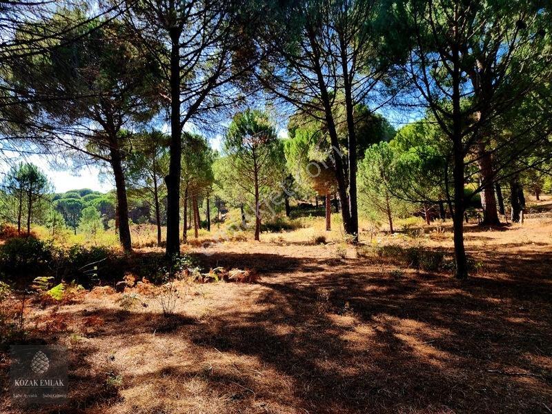 Bergama Kozak Hisar Köy Fıstık Çamlığı Satılık — fotoğraf 2