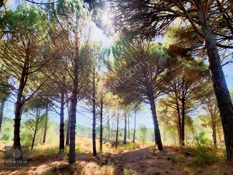 Bergama Kozak Hisar Köy Fıstık Çamlığı Satılık — fotoğraf 3
