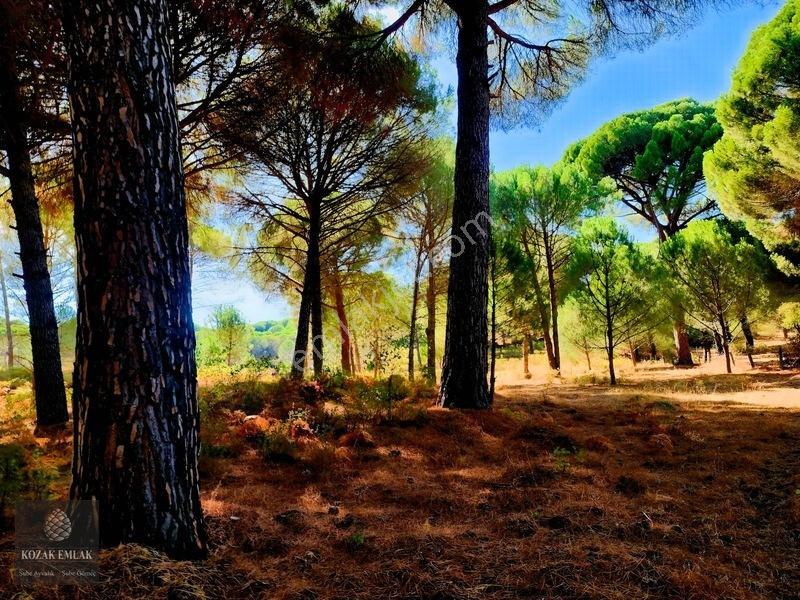Bergama Kozak Hisar Köy Fıstık Çamlığı Satılık — fotoğraf 4