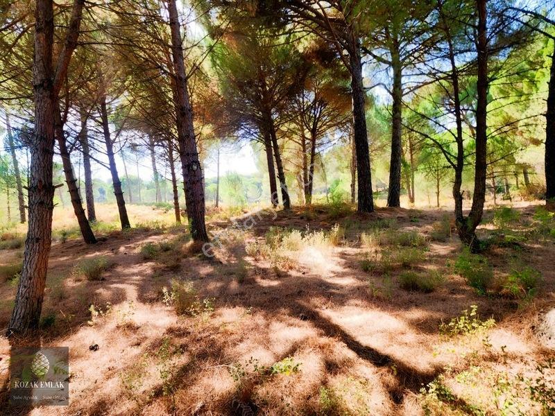 Bergama Kozak Hisar Köy Fıstık Çamlığı Satılık — fotoğraf 6