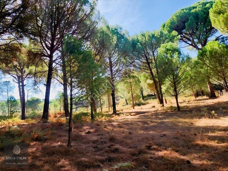 Bergama Kozak Hisar Köy Fıstık Çamlığı Satılık — fotoğraf 7