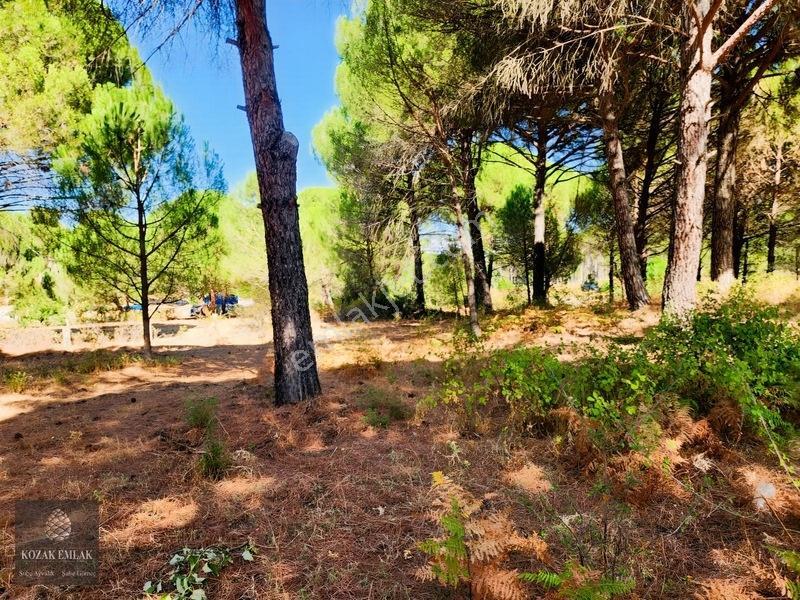 Bergama Kozak Hisar Köy Fıstık Çamlığı Satılık — fotoğraf 9