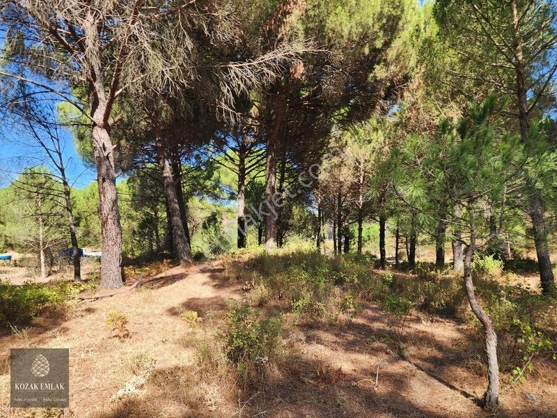 Bergama Kozak Hisar Köy Fıstık Çamlığı Satılık — fotoğraf 11