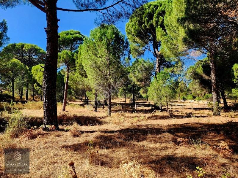 Bergama Kozak Hisar Köy Fıstık Çamlığı Satılık — fotoğraf 13