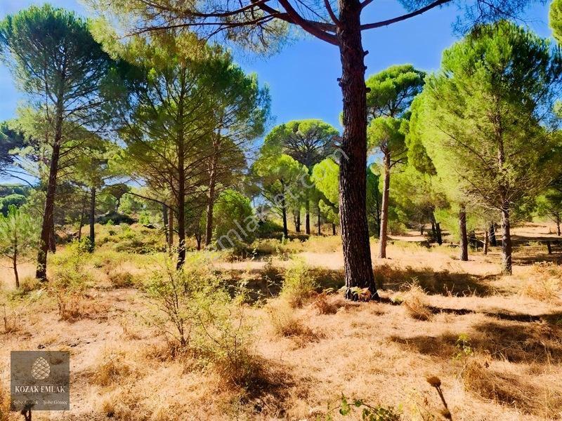 Bergama Kozak Hisar Köy Fıstık Çamlığı Satılık — fotoğraf 14