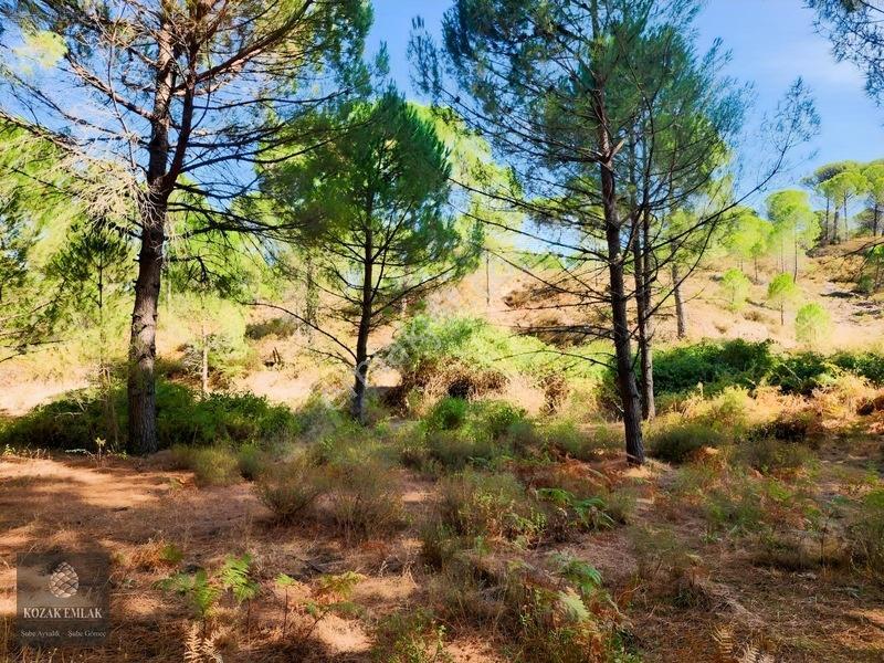 Bergama Kozak Hisar Köy Fıstık Çamlığı Satılık — fotoğraf 17