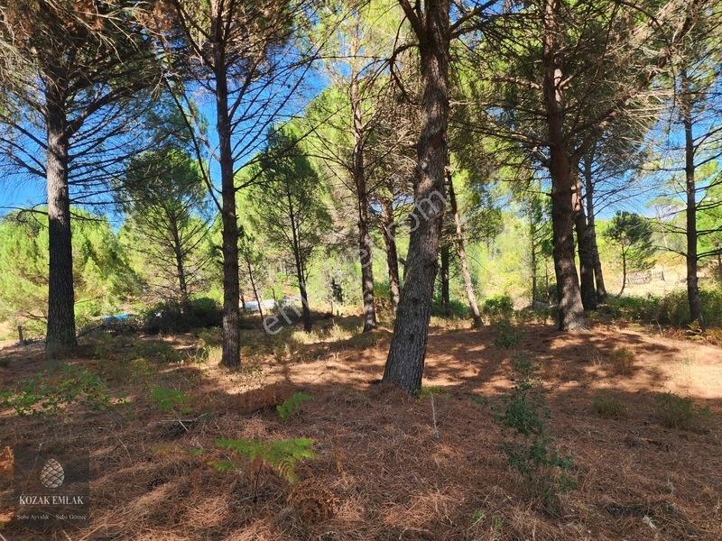 Bergama Kozak Hisar Köy Fıstık Çamlığı Satılık — fotoğraf 18