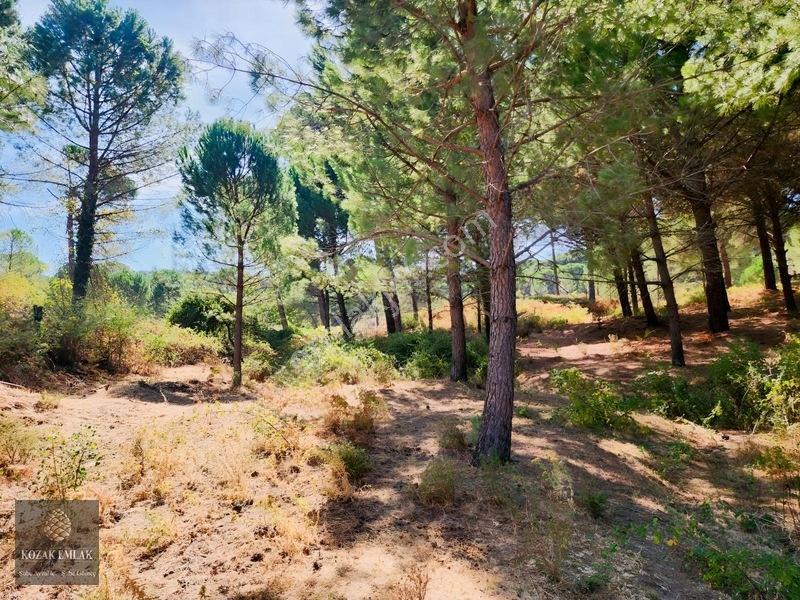 Bergama Kozak Hisar Köy Fıstık Çamlığı Satılık — fotoğraf 20