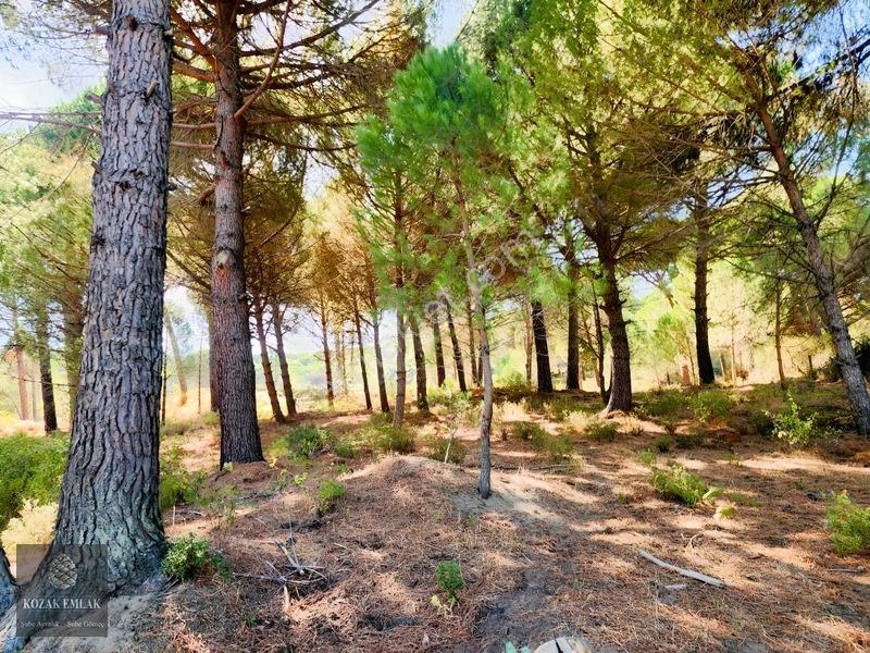 Bergama Kozak Hisar Köy Fıstık Çamlığı Satılık — fotoğraf 23