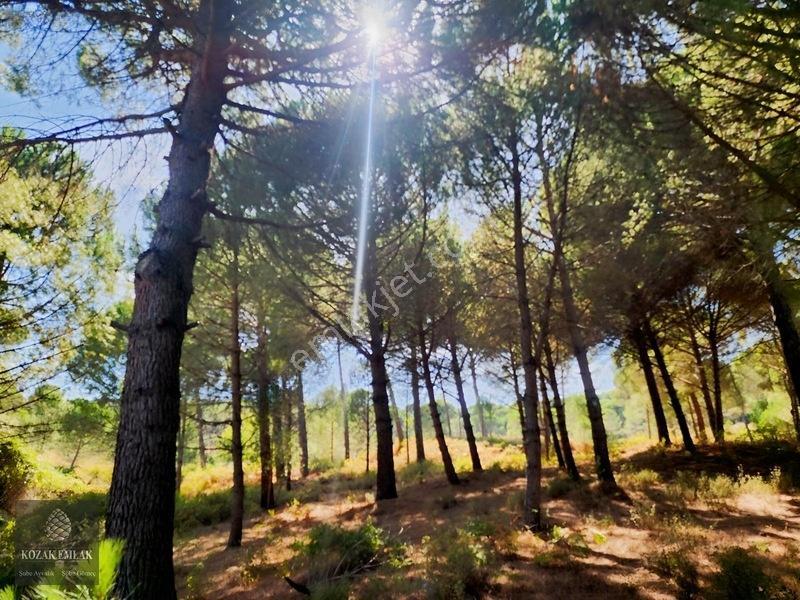 Bergama Kozak Hisar Köy Fıstık Çamlığı Satılık — fotoğraf 24