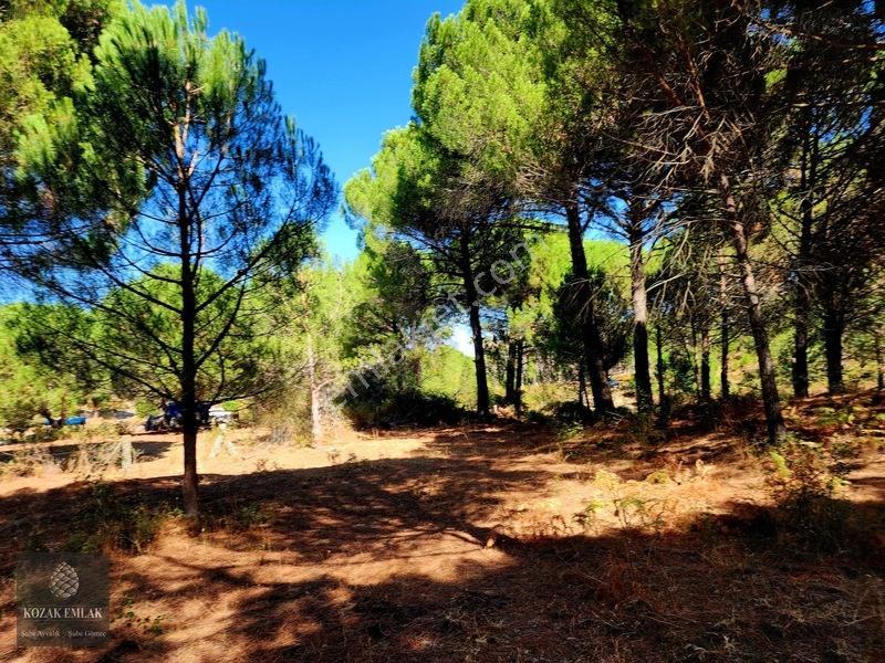 Bergama Kozak Hisar Köy Fıstık Çamlığı Satılık — fotoğraf 25