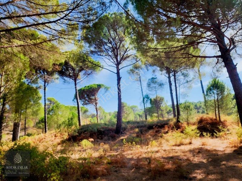 Bergama Kozak Hisar Köy Fıstık Çamlığı Satılık — fotoğraf 26