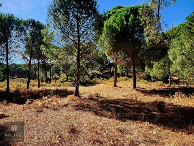 Bergama Kozak Hisar Köy Fıstık Çamlığı Satılık — fotoğraf 28