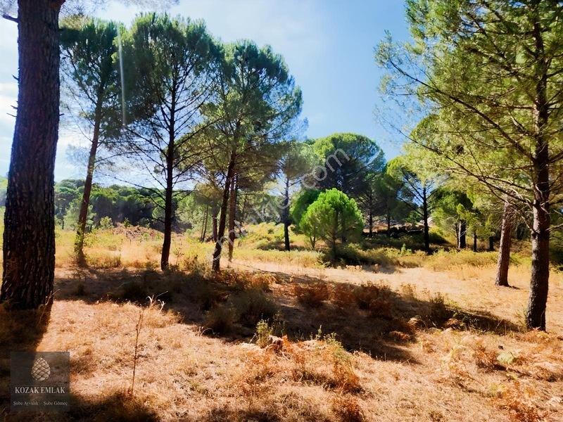 Bergama Kozak Hisar Köy Fıstık Çamlığı Satılık — fotoğraf 29