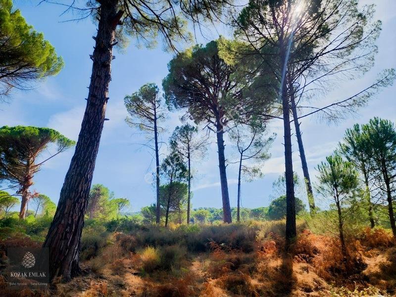 Bergama Kozak Hisar Köy Fıstık Çamlığı Satılık — fotoğraf 30