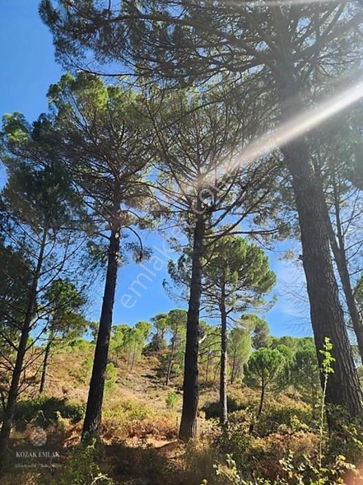 Bergama Kozak Hisar Köy Fıstık Çamlığı Satılık — fotoğraf 31