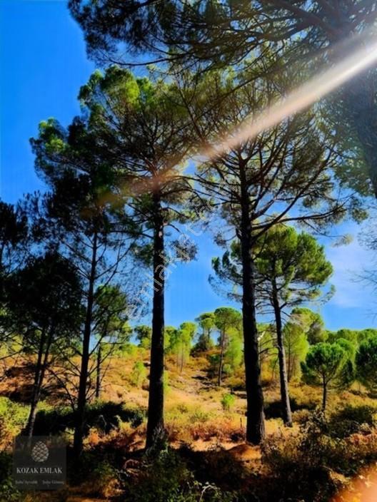Bergama Kozak Hisar Köy Fıstık Çamlığı Satılık — fotoğraf 32