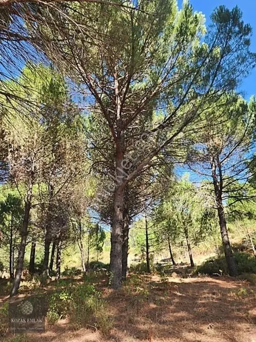 Bergama Kozak Hisar Köy Fıstık Çamlığı Satılık — fotoğraf 33
