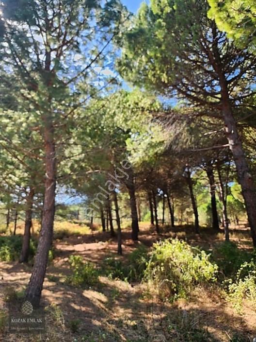 Bergama Kozak Hisar Köy Fıstık Çamlığı Satılık — fotoğraf 35