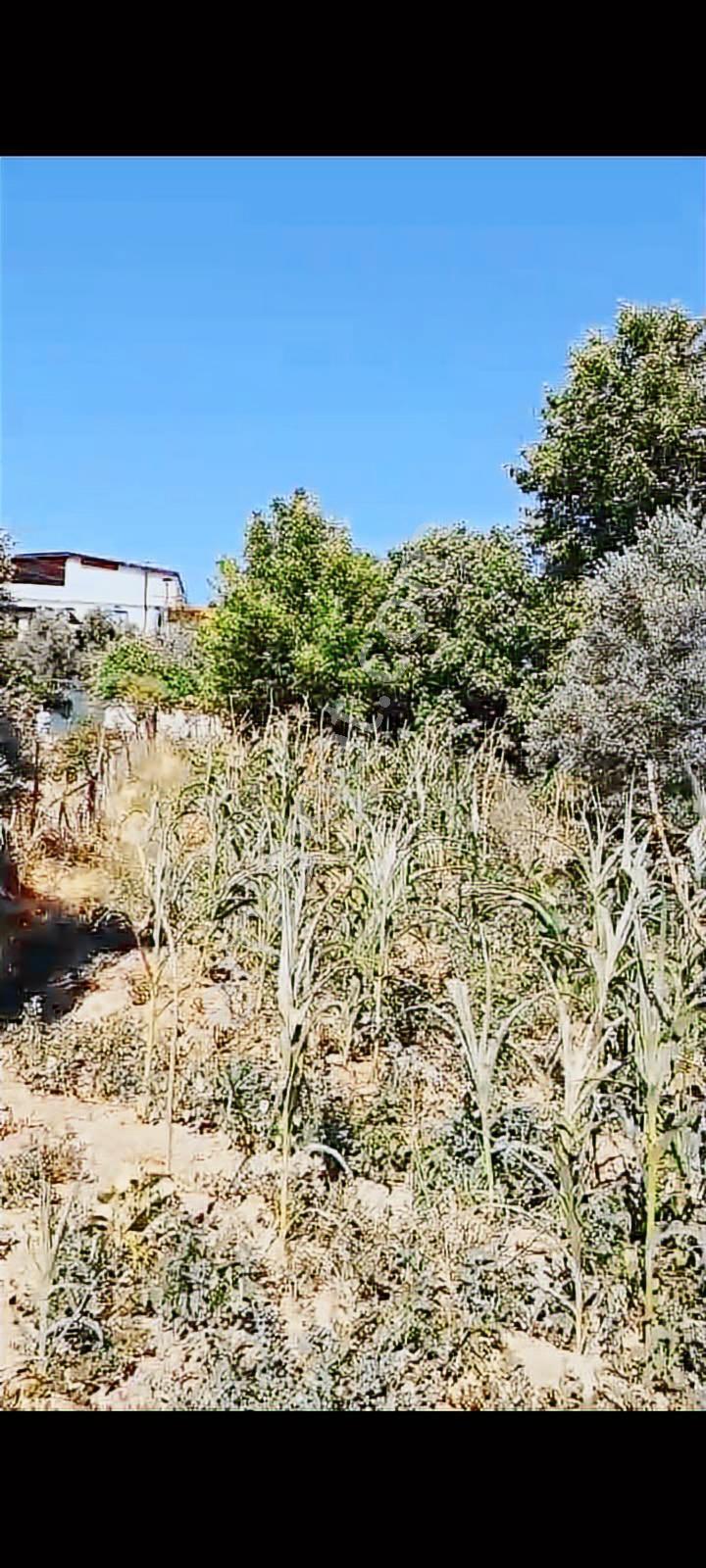 Toki Evlerine 100 M Satılık Tarla — fotoğraf 5