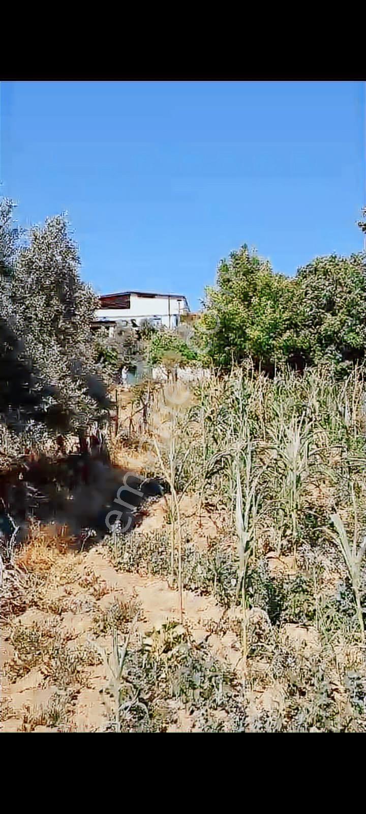 Toki Evlerine 100 M Satılık Tarla — fotoğraf 7