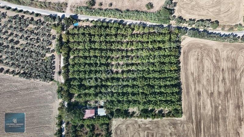 Bayındır Ergenlide 10 Dönüm Cevizlik İçinde Ruhsatlı Ev!