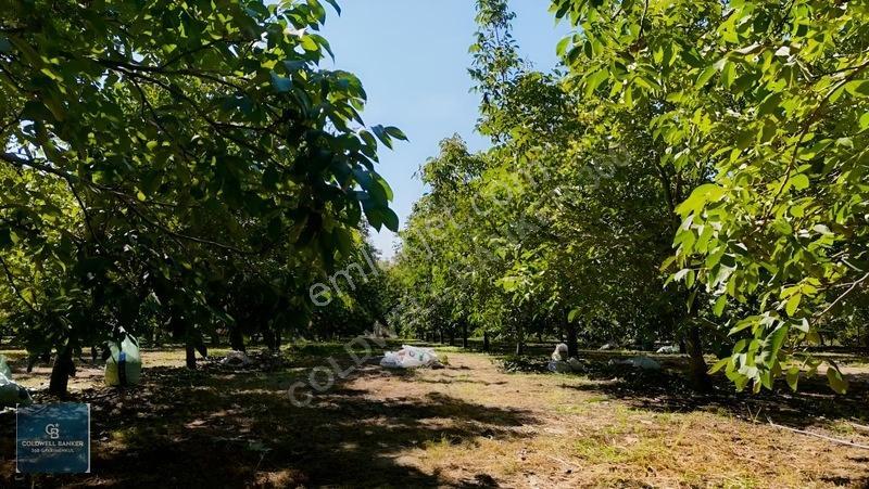 Bayındır Ergenlide 10 Dönüm Cevizlik İçinde Ruhsatlı Ev! — fotoğraf 3