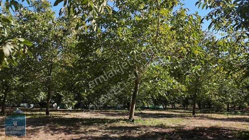 Bayındır Ergenlide 10 Dönüm Cevizlik İçinde Ruhsatlı Ev! — fotoğraf 5