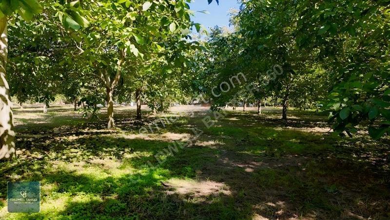 Bayındır Ergenlide 10 Dönüm Cevizlik İçinde Ruhsatlı Ev! — fotoğraf 6