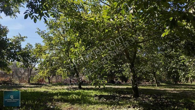 Bayındır Ergenlide 10 Dönüm Cevizlik İçinde Ruhsatlı Ev! — fotoğraf 7