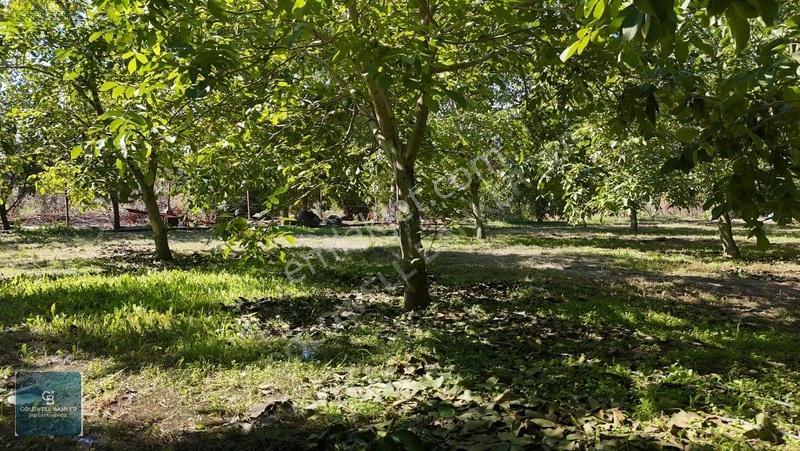 Bayındır Ergenlide 10 Dönüm Cevizlik İçinde Ruhsatlı Ev! — fotoğraf 8