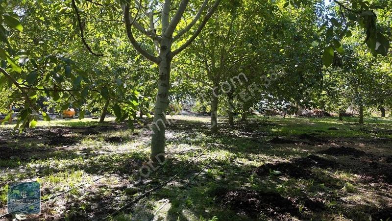 Bayındır Ergenlide 10 Dönüm Cevizlik İçinde Ruhsatlı Ev! — fotoğraf 9