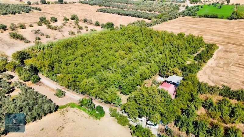 Bayındır Ergenlide 10 Dönüm Cevizlik İçinde Ruhsatlı Ev! — fotoğraf 14