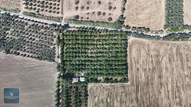 Bayındır Ergenlide 10 Dönüm Cevizlik İçinde Ruhsatlı Ev! — fotoğraf 27