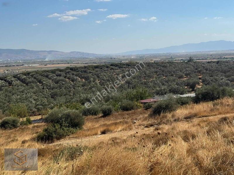 Türkelli'de Foça Yoluna Yakın 300 M² Hisseli Arsa — fotoğraf 25
