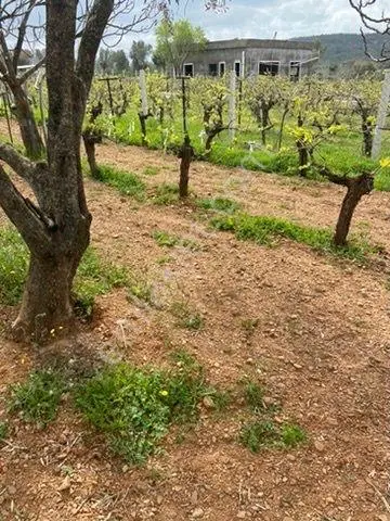 Menderes Dereköy Mahallesi'Nde Satılık Tarla Bağ