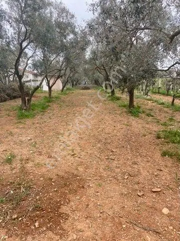 Menderes Dereköy Mahallesi'nde Satılık Tarla Bağ — fotoğraf 2