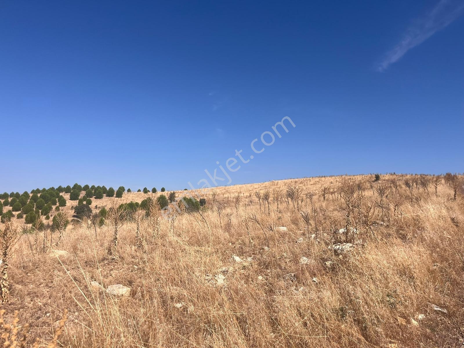 Berk Emlak'tan Köprübaşı Yabacı Köyünde Satılık Tarla — fotoğraf 2